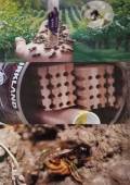 Mason Bees Guide