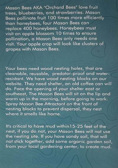 Mason Bees Guide